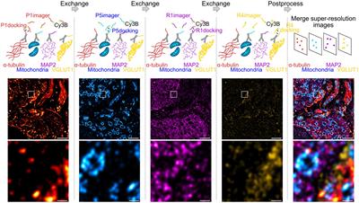 Visualizing Synaptic Multi-Protein Patterns of Neuronal Tissue With DNA-Assisted Single-Molecule Localization Microscopy